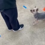 犬の幼稚園 シナモンくんとトレーニング