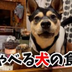 笑いが絶えないわが家にしゃべる犬がいる生活【保護犬】