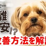 【犬しつけ】分離不安を治すには！？トレーニングなど対処方法をご説明★飼い主さんの対応次第で愛犬は変わります！