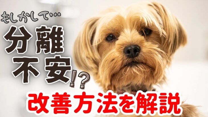 【犬しつけ】分離不安を治すには！？トレーニングなど対処方法をご説明★飼い主さんの対応次第で愛犬は変わります！