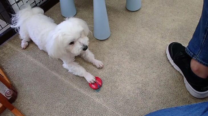 犬の幼稚園 華ちゃんとトレーニング