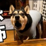 愛犬にとって とてつもなく怖いものがある我が家【保護犬】