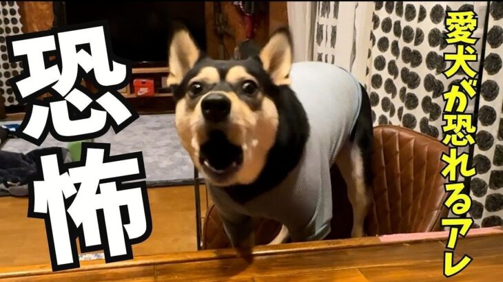 愛犬にとって とてつもなく怖いものがある我が家【保護犬】