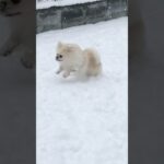 自分についた雪玉を追っかける犬っころ　#いぬのいる生活 #いぬ #犬のしつけ #犬#ポメペキ