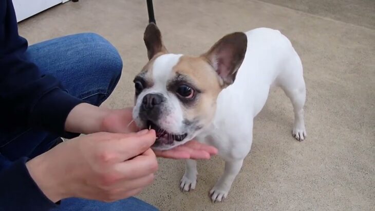 犬の幼稚園 はなちゃんとトレーニング