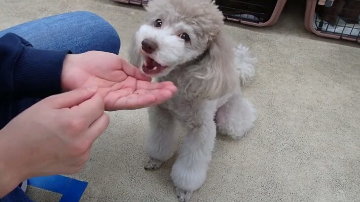 犬の幼稚園 ハニちゃんとトレーニング