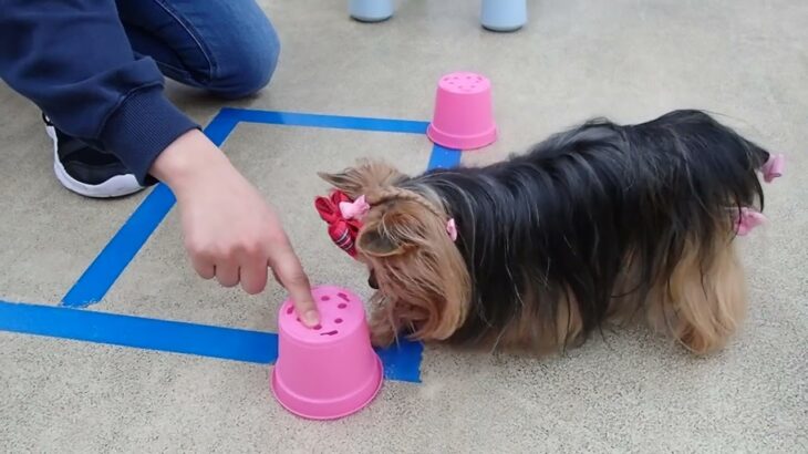 犬の幼稚園 花ちゃんとトレーニング