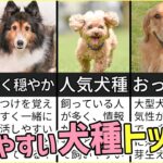 プロドッグトレーナーが選ぶ！「飼いやすい犬種トップ５」１位は意外な犬種？！