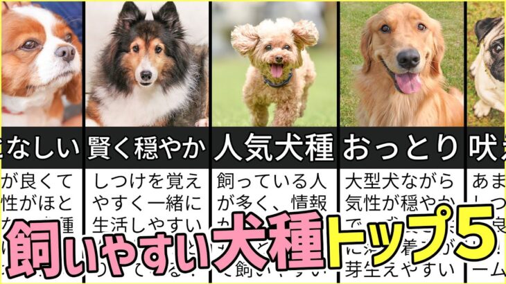 プロドッグトレーナーが選ぶ！「飼いやすい犬種トップ５」１位は意外な犬種？！