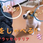 言葉をしゃべる子犬 ❣ / ジャックラッセルテリア 子犬のしつけ・訓練 vol.2 / お座り お手 待て ふせ など