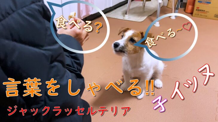 言葉をしゃべる子犬 ❣ / ジャックラッセルテリア 子犬のしつけ・訓練 vol.2 / お座り お手 待て ふせ など