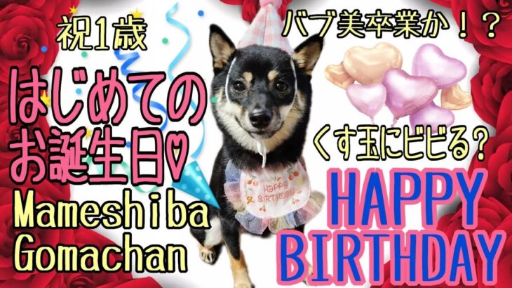 問題犬が1歳になりました✨そしてちぃちゃくお祝いしてみた🥰