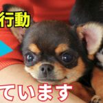 犬が甘えてくる時にする行動10選を紹介