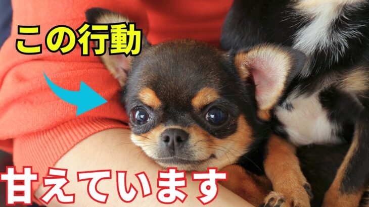 犬が甘えてくる時にする行動10選を紹介