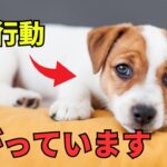 【最新版】犬が嫌がる人間の行動10選を紹介