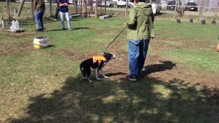 第1回犬のしつけ教室　もっと犬のこと知ってみよう！　頼りになる飼い主になろう！4