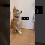 【秋田犬1歳は6歳娘の言うことを聞くのか⁇⁇】　#ふわふわろ  #秋田犬  #大型犬のいる生活  #大型犬  #犬と子供  #akitainu  #japaneseakita#犬の動画#犬のしつけ