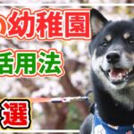 【実体験】犬の幼稚園に1年半通わせて分かった本当の活用方法6選と変化がないと感じる理由3選 – 小柄な柴犬（通称・豆柴）の事例を元に効果・メリット・デメリットをまとめてみた