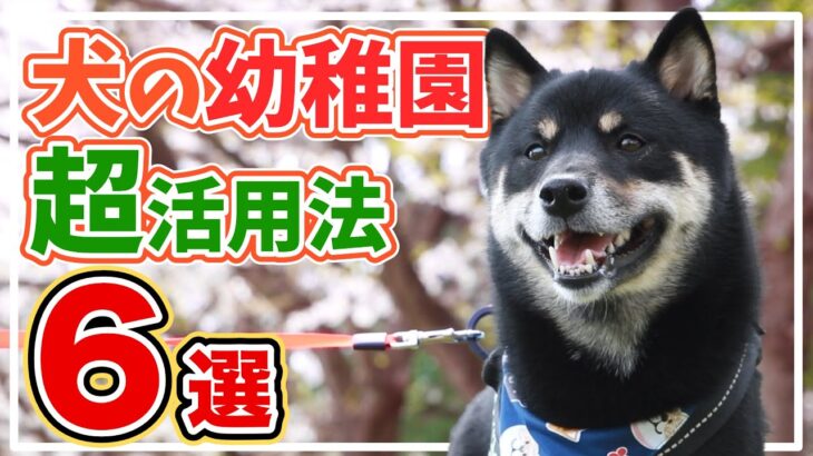 【実体験】犬の幼稚園に1年半通わせて分かった本当の活用方法6選と変化がないと感じる理由3選 – 小柄な柴犬（通称・豆柴）の事例を元に効果・メリット・デメリットをまとめてみた