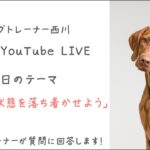 第17回ドッグトレーナーに相談できるYouTube配信【ワンコ・ワークス】今日のテーマは「？？？？？」