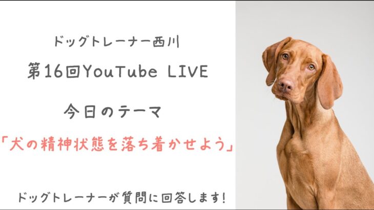 第17回ドッグトレーナーに相談できるYouTube配信【ワンコ・ワークス】今日のテーマは「？？？？？」