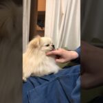 よくわからない戯れ方2 #いぬのいる生活 #dog #ポメペキ #ペキポメ #犬 #子犬 #犬のしつけ