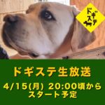 ドギステライブ 2024/4/15/ 世間の犬の扱い方について腹が立つこと / 犬のしつけ・問題行動・犬の心理学・犬の行動学・ドッグビヘイビアリスト