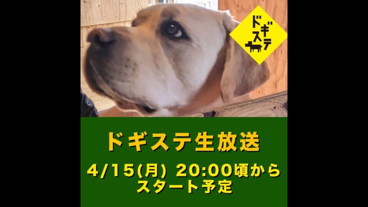 ドギステライブ 2024/4/15/ 世間の犬の扱い方について腹が立つこと / 犬のしつけ・問題行動・犬の心理学・犬の行動学・ドッグビヘイビアリスト