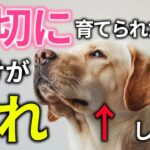 【完全版】大切に育てられた犬だけに見られる仕草21選