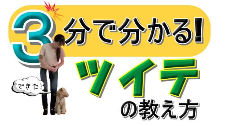 【犬のしつけ】3分で分かる！ツイテ（ヒールポジション）の教え方☆