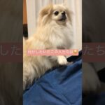 よくわからない戯れ方3 #いぬのいる生活 #dog #ポメペキ #ペキポメ #犬 #子犬 #犬のしつけ