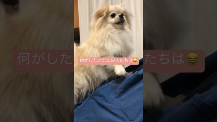 よくわからない戯れ方3 #いぬのいる生活 #dog #ポメペキ #ペキポメ #犬 #子犬 #犬のしつけ