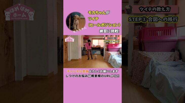 【犬のしつけ】3分で分かる！ツイテ（ヒールポジション）の教え方☆ #shorts