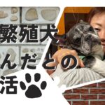 【元繁殖犬ずんだとの生活　4】