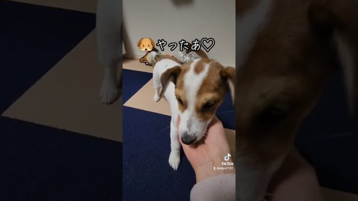 4ヶ月子犬のしつけ🐶#dog #子犬 #ジャックラッセルテリア #しつけ #4ヶ月 #犬のいる暮らし #puppy #かわいい #おすすめ