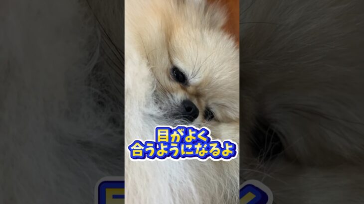 たくさん話しかけられた犬だけがする特別な行動5選 #犬のしつけ #犬 #犬との暮らし