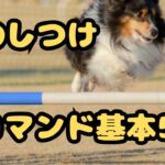 犬のしつけ コマンド基本5選!