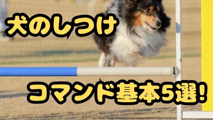 犬のしつけ コマンド基本5選!