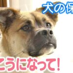 愛犬が大きな声で鳴き続け迷惑…しつけに悩む飼い主　おりこうになってと願い“犬の保育園”に5日間預けたら「鳴かなくなった！」