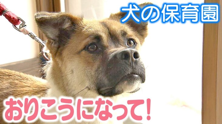 愛犬が大きな声で鳴き続け迷惑…しつけに悩む飼い主　おりこうになってと願い“犬の保育園”に5日間預けたら「鳴かなくなった！」