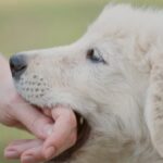 第6章　犬のしつけに失敗する理由