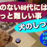 60代の根気では難しい犬のしつけ でも頑張ります！#犬のしつけ #犬と暮らす #60代 #デカプー