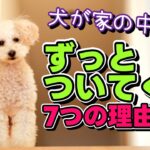 犬が家の中でずっとついてくる7つの理由｜デメリット、注意点と対策を解説