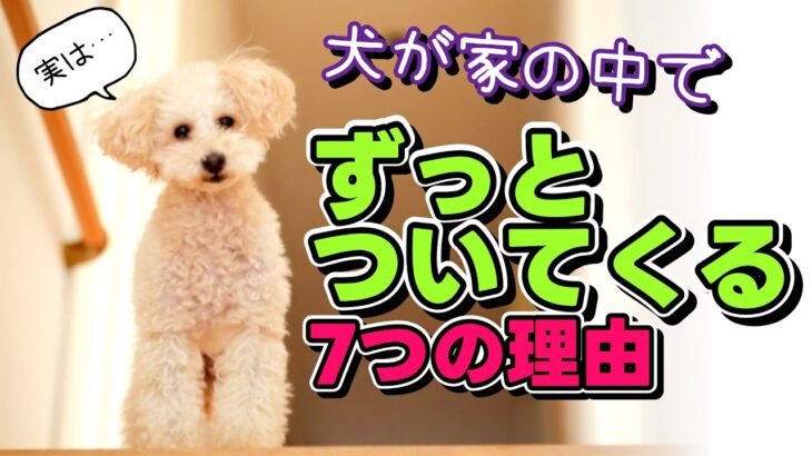 犬が家の中でずっとついてくる7つの理由｜デメリット、注意点と対策を解説