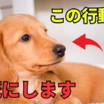 犬が早死にしない為に考えるべきこと8選を紹介