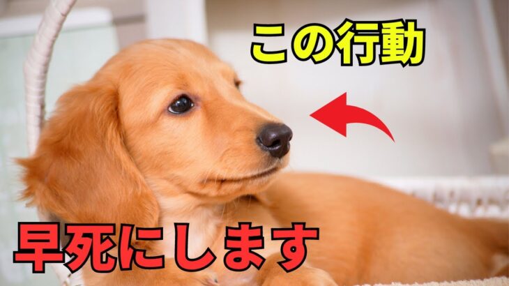 犬が早死にしない為に考えるべきこと8選を紹介