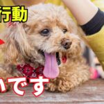 【危険】犬が嫌がる人間の行動8選を紹介