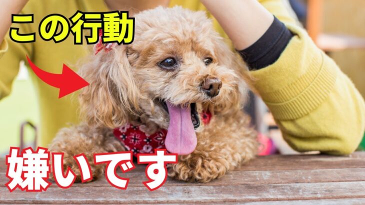 【危険】犬が嫌がる人間の行動8選を紹介