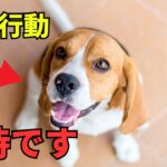 【要注意】犬への虐待行動9選を紹介