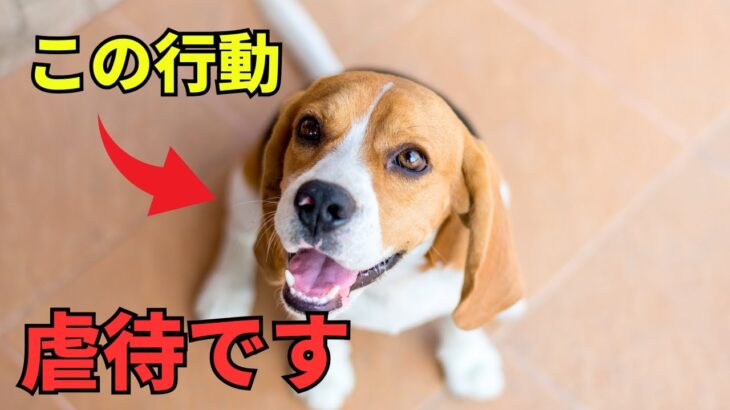 【要注意】犬への虐待行動9選を紹介